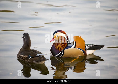 26 décembre 2018 - Pékin, Beijing, Chine - BEIJING, CHINE-canards mandarins au Parc Yuyuantan à Beijing, Chine. (Crédit Image : © SIPA l'Asie via Zuma sur le fil) Banque D'Images