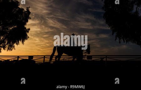 Louisville, Kentucky, USA. Dec 26, 2018. 26 décembre 2018 : chevaux train à Santa Anita Park le 26 décembre 2018 à Arcadia, Californie . Evers/Eclipse Sportswire/CSM/Alamy Live News Banque D'Images