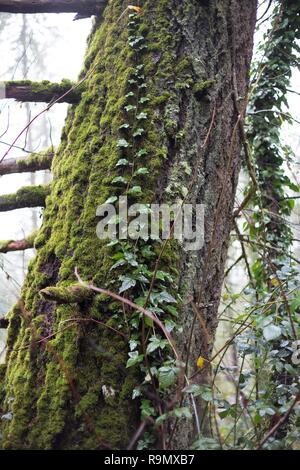 Ivy growing up un tronc d'arbre moussu à Eugene, Oregon, USA. Banque D'Images