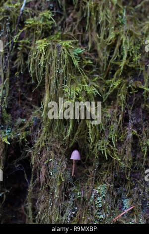 Un seul la culture des champignons sur un tronc d'arbre moussu à Eugene, Oregon, USA. Banque D'Images