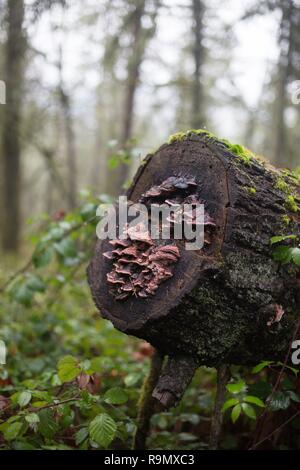 De plus en plus de champignons à partir d'un arbre dans une forêt à Eugene, Oregon, USA. Banque D'Images