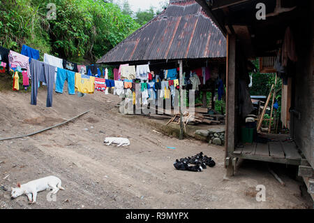 Maisons en bois traditionnelles à Banaue Rice Terraces, Province d'Ifugao, Cordillera, Luzon, Philippines, Asie, Asie du Sud, UNESCO World Heritage Banque D'Images
