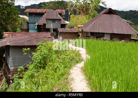 Maisons en bois traditionnelles à Banaue Rice Terraces, Province d'Ifugao, Cordillera, Luzon, Philippines, Asie, Asie du Sud, UNESCO World Heritage Banque D'Images