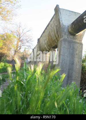 L'orge sauvage vert sur route, sous l'irrigation dans l'Andalousie rurale aquaduct Banque D'Images