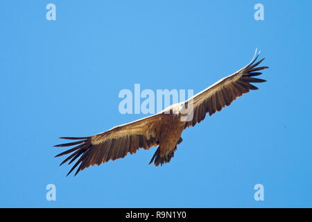 Vautour fauve (Gyps fulvus), la flambée des frais généraux, l'Estrémadure, Espagne. Banque D'Images