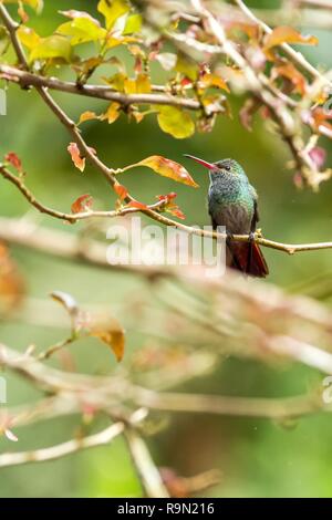 Bruant à queue hummingbird Amazilia tzacatl assis sur la montagne des oiseaux, de la direction générale des forêts tropicales, des cascades jardin, le Costa Rica, bird perching on bran Banque D'Images