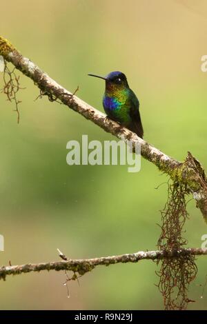 Le Colibri à Fiery - Panterpe insignis assis sur une branche, oiseau de la forêt tropicale de montagne, le Costa Rica, bird perching on branch, tiny beauti Banque D'Images