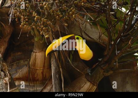 Chesnut-mandibled Toucan assis sur l'arbre avec des baies dans la forêt ombrophile de montagne tropicale au Costa Rica, grand toucan à bec jaune et brun, long de viole Banque D'Images