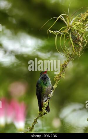 Bruant à queue hummingbird Amazilia tzacatl assis sur la montagne des oiseaux, de la direction générale des forêts tropicales, des cascades jardin, le Costa Rica, bird perching on bran Banque D'Images