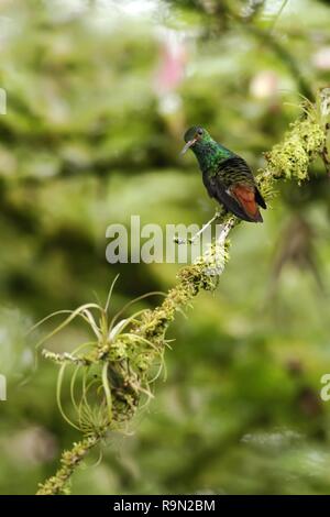 Bruant à queue hummingbird Amazilia tzacatl assis sur la montagne des oiseaux, de la direction générale des forêts tropicales, des cascades jardin, le Costa Rica, bird perching on bran Banque D'Images