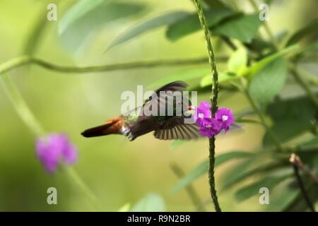 Le Colibri à queue planant à côté de fleur violette au jardin, oiseau de la forêt tropicale de montagne, le Costa Rica, l'habitat naturel, belle bourdonnement Banque D'Images