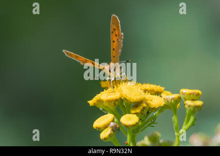 Dukaten-Feuerfalter Weibchen Lycaena virgaureae, cuivre, femme Rare Banque D'Images