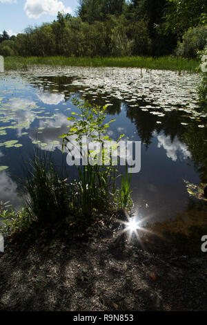 L'eau du lac étincelant soleil Banque D'Images