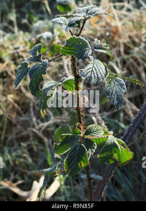 Givre sur briars et feuilles dans un parc forestier Banque D'Images