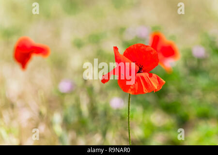 Fleurs de pavot rouge sur champ d'été. Photo en gros plan avec selective focus Banque D'Images