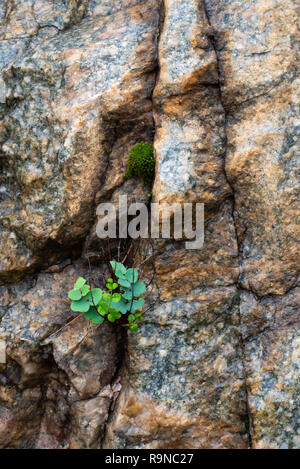 Les rochers de granit créer de belles textures. Banque D'Images