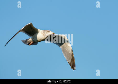 Goéland argenté - Larus argentatus 2e hiver oiseau en vol Banque D'Images