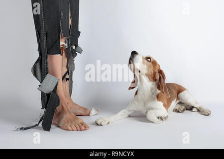 Beagle mignon et son propriétaire en pantalon déchiré et mordu les pieds. Image conceptuelle sur le thème de l'éducation des animaux. Banque D'Images