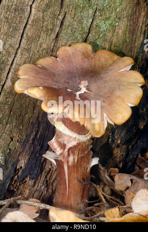Le miel - champignon Armillaria mellea champignons destructeurs d'arbres Banque D'Images