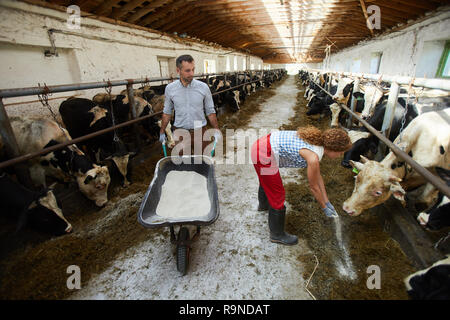 Travaillant dans la ferme de la vache Banque D'Images