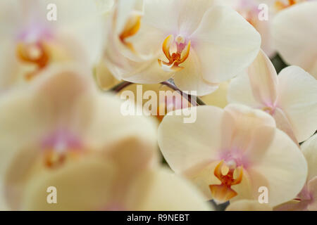 Bouquet dense d'Orchidée Phalaenopsis jaune Banque D'Images