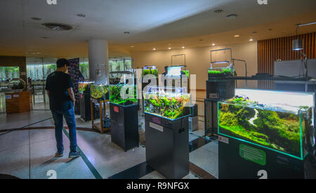 Bangkok, Thaïlande - Sep 16, 2018. Décorations d'aquarium à vendre au marché de Bangkok, Thaïlande. Banque D'Images