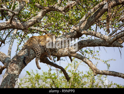 Leopard au repos en acacia en Afrique.jpg Banque D'Images