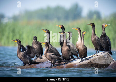 Cormorans à deux mâts reposant près d'une île de la St. Fleuve Lawrence Banque D'Images