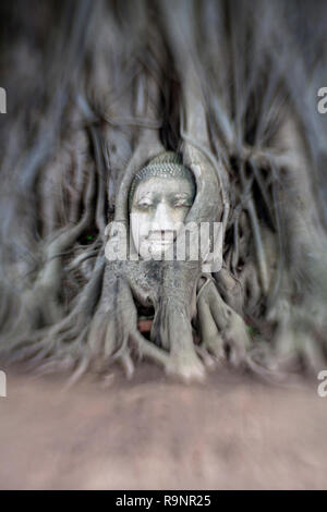 LB00102-00...THAÏLANDE - Tête de bouddha entrelacées dans les racines des arbres à Wat Maha That, Ayutthaya. LensBaby image. Banque D'Images