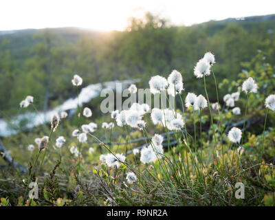 De Tussock Cottongrass avec petite rivière et le coucher du soleil en arrière-plan. La Norvège en 2018. Banque D'Images