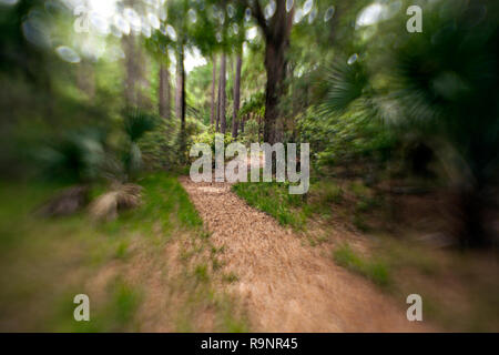 LB00079-00...GÉORGIE- Piste à Skidaway Island State Park. LensBaby photo Banque D'Images