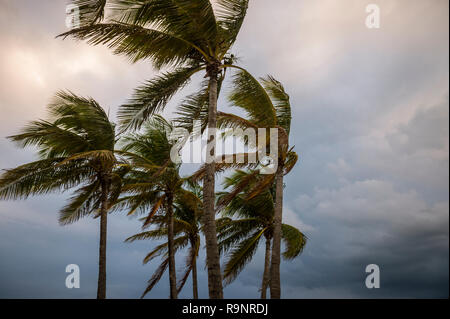 Sombre, voir orageux nuages menaçants d'empiéter sur les palmiers dans le vent Banque D'Images