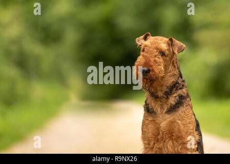 Airedale Terrier. Portrait en extérieur à partir de chiens fond flou dans le vert Banque D'Images