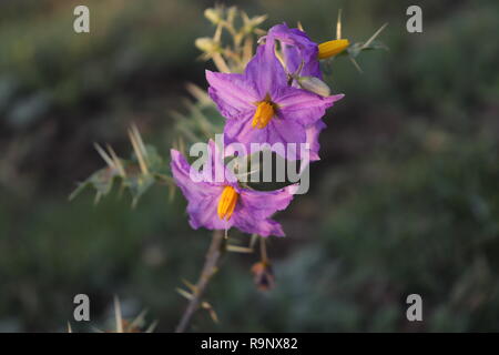 L'aubergine (Solanum melongena) Flower Banque D'Images