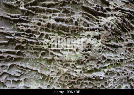 Close-up d'une érosion rock face à falaise en raison de l'érosion éolienne et appelé l'altération en nid d'abeilles / / grès alvéolé, Saxe, Allemagne Banque D'Images