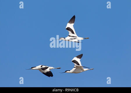 Trois pied avocets (Recurvirostra avosetta) en vol sur fond de ciel bleu Banque D'Images