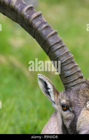 Homme de Bouquetin des Alpes (Capra ibex) close up de grandes cornes montrant les anneaux de croissance annuelle Banque D'Images