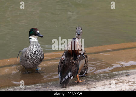 Canard Mandarin se battre avec deux Falcated​ Canards et montrant un comportement dominant Banque D'Images