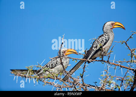 Tockus Leucomelas Calao bec jaune du sud du Parc National d'Etosha en Namibie, Afrique Banque D'Images