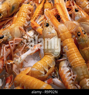 Langoustines frais à vendre dans un marché espagnol Banque D'Images