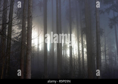 Brouillard dans une forêt de conifères. Le soleil brille à travers la brume. Ambiance magique. Banque D'Images