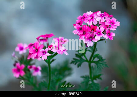 Close up sur verveine. Verbena hybrida. L'Abronie rose Hybrida blooming Banque D'Images