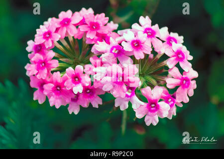 Close up sur verveine. Verbena hybrida. L'Abronie rose Hybrida blooming Banque D'Images