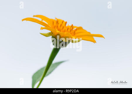 Belles fleurs jaune Tithonia diversifolia Banque D'Images