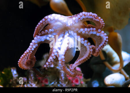 La pieuvre blanc avec de grands tentacules sous l'eau salée Banque D'Images