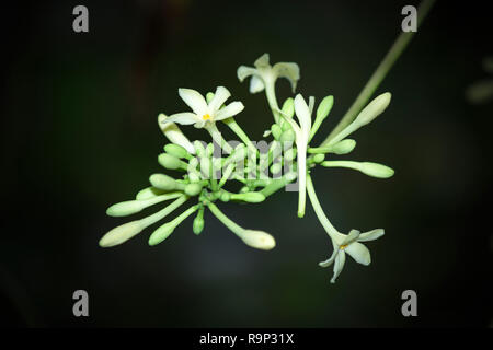 Fleurs de Carica papaya Banque D'Images