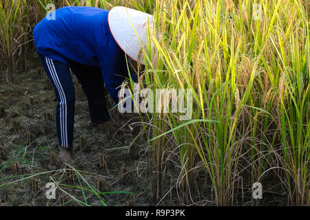La saison des récoltes. Une agricultrice de la récolte de riz mûrs à la main, la drépanocytose sur champ de riz jaune. Une fermière avec Chapeau conique traditionnel travaillant Banque D'Images
