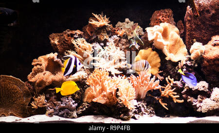 Autiful plantés d'eau douce tropicaux d'aquarium avec poissons Banque D'Images