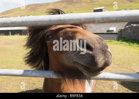 Sur poneys Shetland Shetland Islands Banque D'Images