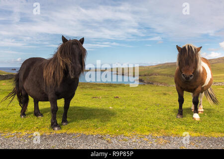 Sur poneys Shetland Shetland Islands Banque D'Images